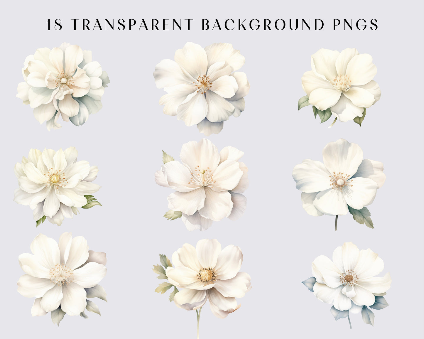 WHITE FLOWERS - 18 Cliparts (high resolution, commercial use, floral, nature, wedding flower, png, watercolor, bundle)